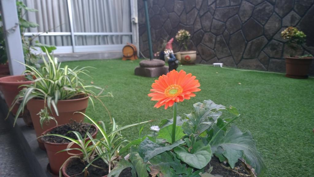 Blumen Haus